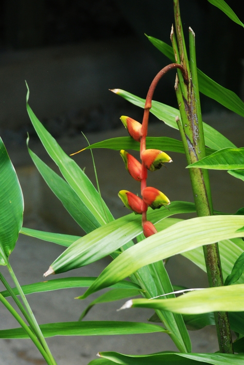 28D43ec Chain Link  Heliconia.jpg